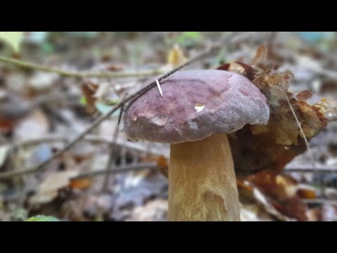 Видео: 27 вересня 2025р. Грибочки ще є😍😊🤗