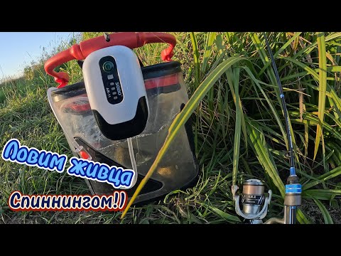 Видео: Ловля ЖИВЦА, СПИННИНГОМ! МОРМЫШИНГ