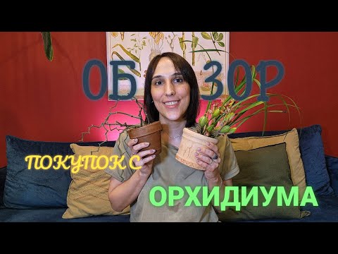 Видео: Обзор покупок с Орхидиума/Очень много орхидей!