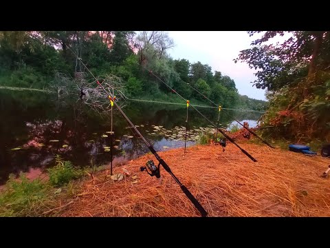 Видео: ЛОВЛЮ НА КОРМАЧКИ БІЛЯ ЗАТОПЛЕНОГО ДЕРЕВА. Рибалка на карася