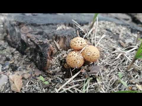 Видео: деревня,