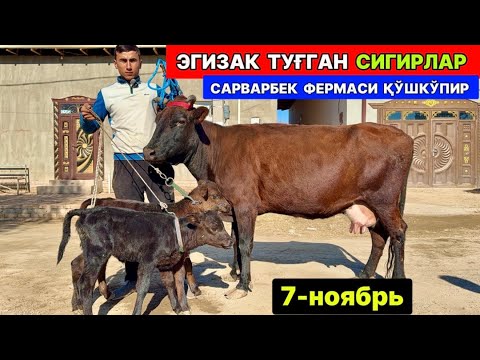 Видео: ЭГИЗАК ТУҒАДИГАН ОНА БОЛА СИГИРЛАР ЗЎРЛАРИ САРВАРБЕК ҚЎШКЎПИР 7-ноября 2025 г.