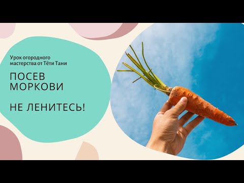 Видео: 520. Когда сеем морковь на длительное хранение...