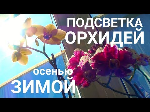 Видео: ОРХИДЕИ ПОДСВЕТКА ОСЕНЬЮ и ЗИМОЙ бюджетная и надежная