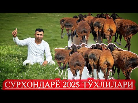 Видео: ТЎХЛИ СЕЗОН ТУГАЙДИ ОЛИНГ ЎЗИ ТУЛАЙДИ.