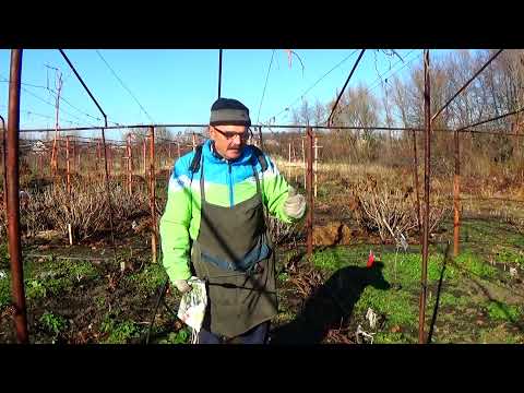 Видео: Опрыскивание винограда перед укрытием кустов на зиму:  когда, чем, как и зачем?