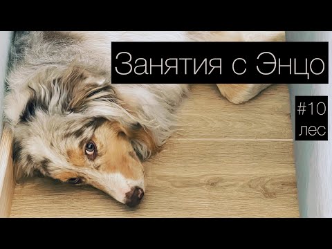 Видео: ЭНЦО #10