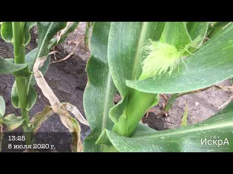 Видео: Кормовая кукуруза СИ ФЕНОМЕН(SI FENOMEN)