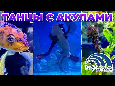 Видео: 🇪🇬 Египте 2022: 🦈 Танцы с акулами - Хургада Гранд Аквариум (4K Dolby Vision)