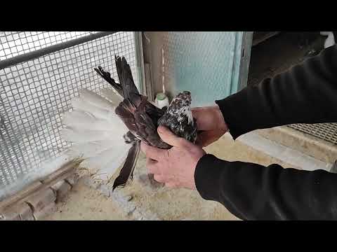 Видео: Сиворябые,сивые рябогорлые.0506304631