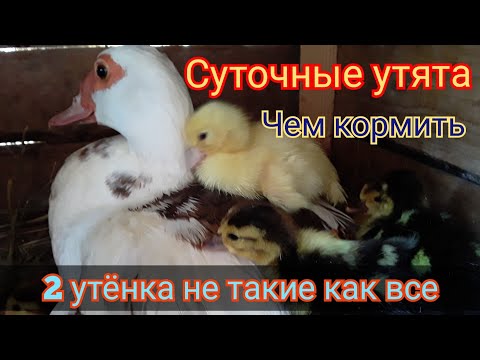 Видео: Чем кормить Утят.  2 необычных Утенка / Индоутка