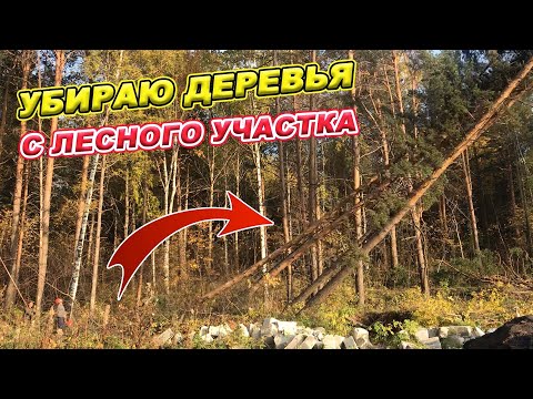 Видео: Убираю ДЕРЕВЬЯ с лесного УЧАСТКА! КАК? Сколько стоит? Сколько получилось кубов с 16 соток?