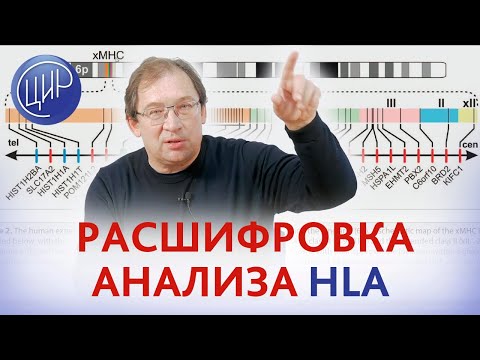 Видео: HLA - цель исследования и расшифровка анализа HLA-типирования. Гузов И.И.