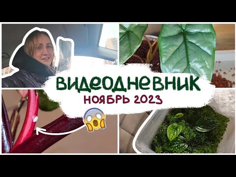 Видео: ВИДЕОДНЕВНИК цветовода | принесла МУЧНИСТОГО ЧЕРВЕЦА! | ноябрь 2023