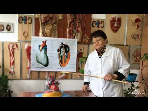 Видео: ДИАНА жоғары медицина колледжі Айтпаевна А.А. Тақырыбы:Жүрек қан тамырлар жүйесі.Жүрек құрлысы