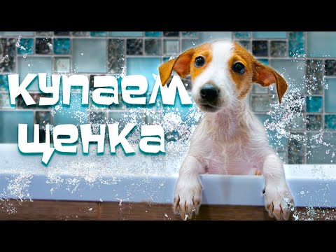 Видео: Первое купание щенка // Как он отреагировал? // Когда и как мыть щенка?