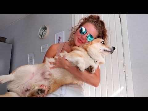 Видео: Летающий пес! Вело- Пикник 🚲Последний выходной лета 2022☀️ VLOG