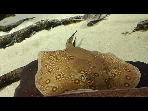 Видео: Океанариум в Санкт-Петербурге / обзор/ Витебский вокзал