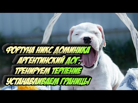Видео: ТРЕНИРУЕМ Терпение щенок Аргентинский Дог ДОМИНИКА
