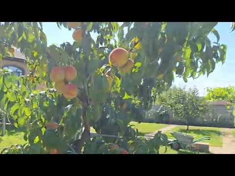 Видео: 17 августа 2025 г.