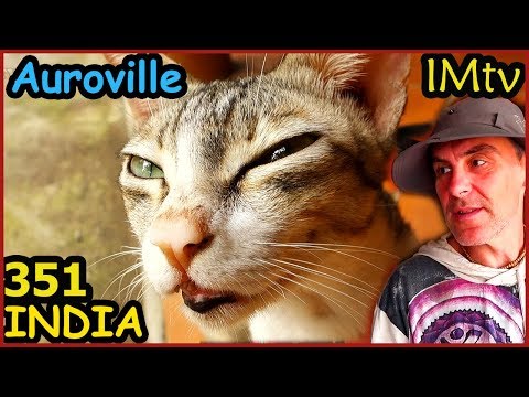 Видео: ИНДИЯ Ауровиль. Храм под Баньяном. Еда и кошки. Будни Индии