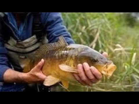 Видео: Карп осень на пружину. Такого карпа мы ещё не встречали!!!