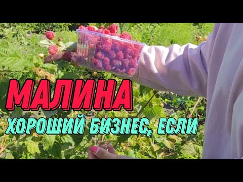 Видео: Малина, хороший бизнес если... Промышленная плантация малины. Как зарабатывать на малине.