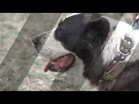 Видео: Үнэнч анд 02