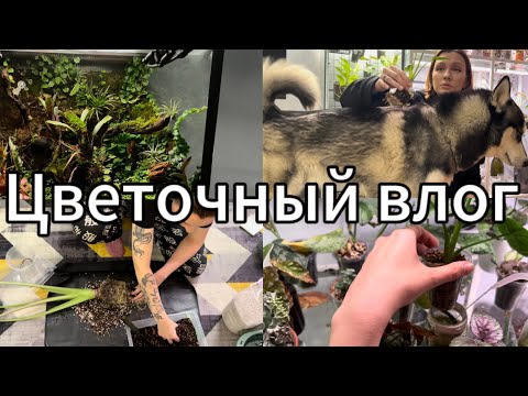 Видео: Зелёный влог | Пересадка | Полив | Уборка флорариума | Распаковка