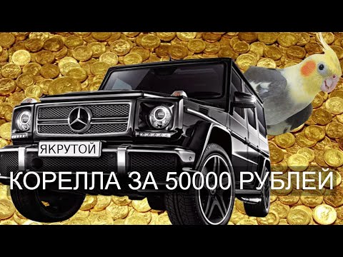 Видео: Попугай корелла за 50 тысяч рублей! ДА ЛАДНО???!!!!