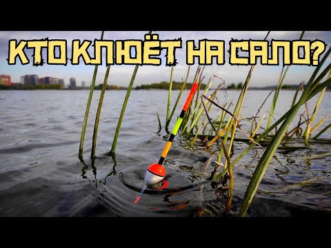 Видео: СРАБОТАЕТ ли ЧЕСНОЧНОЕ САЛО? Накормил ГОРОХОМ и КЛЮЁТ! Рыбалка осенью 2023