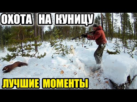 Видео: Охота на КУНИЦУ с лайками - Самые лучшие моменты! 2021
