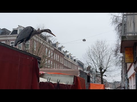 Видео: Амстердам 2025