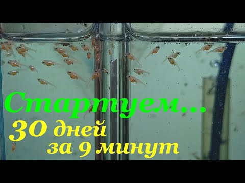 Видео: Выращивание мальков тернеции глофиш 30 дней за 9 минут