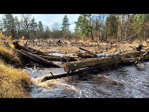 Видео: ЗАВАЛЫ РЕКИ ПОЛЯ. ОДИНОЧНОЙ СПЛАВ. СЕВЕРНАЯ СТОРОНА МЕШЕРЫ.