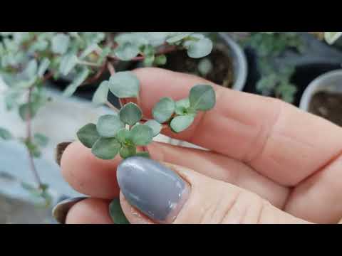 Видео: 07.10.24-обзорчик