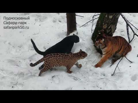 Видео: Яркие, экзотические кошки играют вместе: тигр, лев, чёрный ягуар, пятнистый ягуар