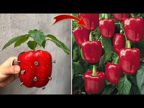 Видео: Большой ! Я больше не выбрасываю. Я верю, что никто не покажет вам это