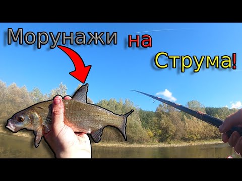 Видео: Есенен риболов по река Струма в търсене на МОРУНАЖИ! Риболов на ИЗТИЧАНЕ с ПЛУВКА и БЕЛИ ЧЕРВЕИ!