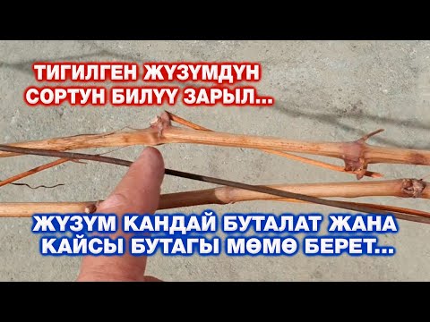 Видео: ЖҮЗҮМ КАНДАЙ БУТАЛАТ ЖАНА КАЙСЫ БУТАГЫ МӨМӨ БЕРЕТ...