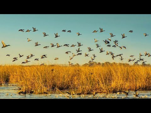 Видео: ЧЕРЕЗ КАМЫШОВЫЕ ЗАРОСЛИ, ГДЕ СОТНИ УТОК. ОХОТА НА УТКУ В ПЕРВЫЙ РАЗ. Затерянный мир дельты Волги.