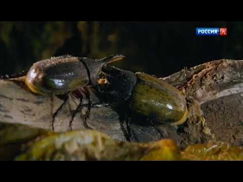 Видео: Дресс-код в дикой природе. Кто что носит и почему?