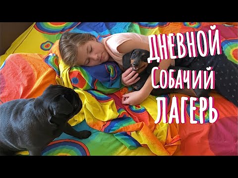 Видео: ВЛОГ: Утренняя рутина и собачий лагерь
