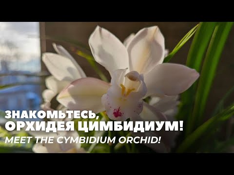 Видео: 1Ц. Знакомьтесь, орхидея Цимбидиум! / Meet the Cymbidium orchid!