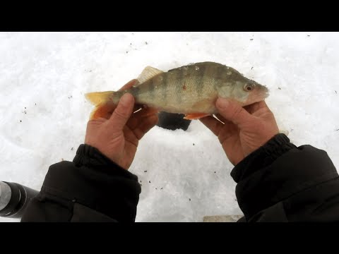 Видео: ОКУНЬ НА ЖАРЁХУ !!! РЫБАЛКА ОТ 02.04.2022.