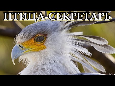 Видео: ПТИЦА-СЕКРЕТАРЬ - Умелый истребитель змей