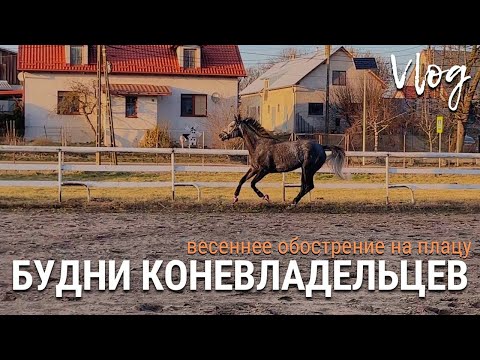 Видео: Будни коневладельцев | весеннее обострение на плацу