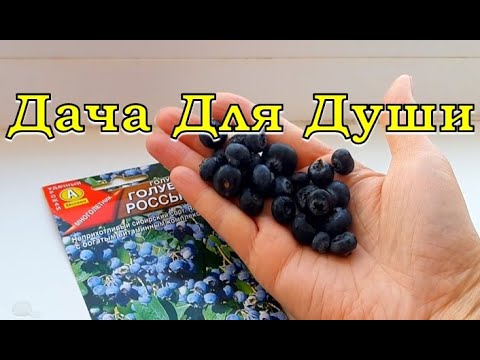 Видео: Вырастить ГОЛУБИКУ из ЯГОДЫ... возможно ли это?