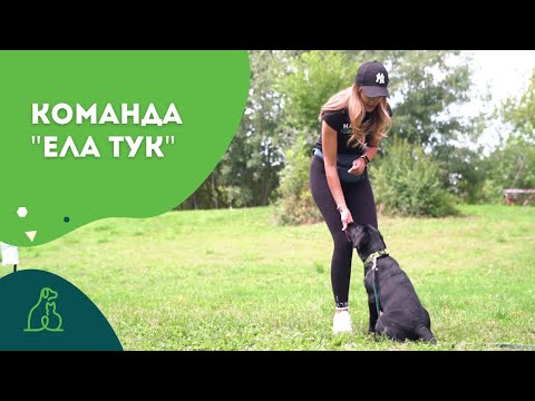Видео: Команда "Ела тук"