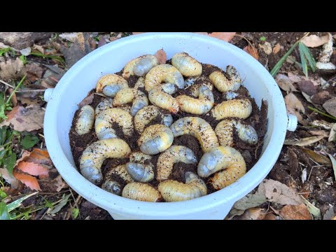 Видео: Было отловлено большое количество личинок японского жука!!!!!Ведро было полное.
